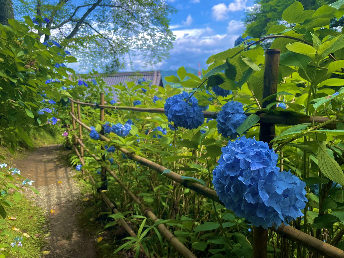 京都府福知山
華觀音寺（丹波あじさい寺）
#福知山
#あじさい 
#紫陽花
#D750
#nikon
#nikond750 
#一眼レフのある生活 
#一眼レフ男子 
#写真好き 
#写真撮るのが好きな人と繋がりたい 
#ファインダーの越しの私の世界 
#ファインダーの向こう
#ファインダー越しに見る私の世界 
#華觀音寺