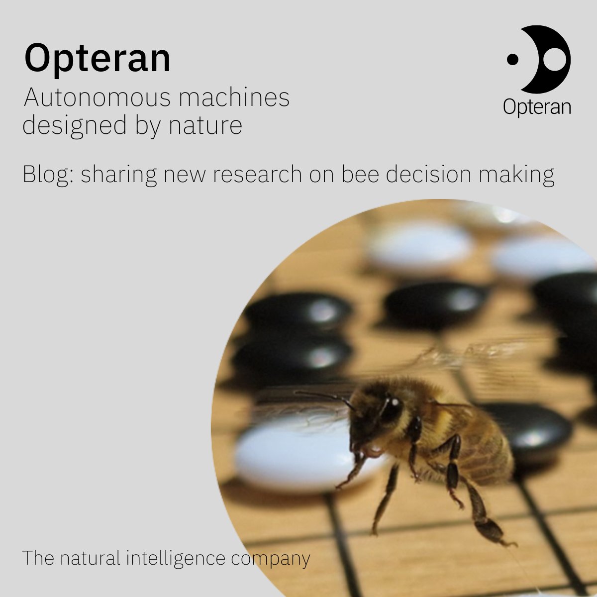 Blog post from the Opteran team on how the decision making of bees informs a new approach to developing machine autonomy. lnkd.in/eg_K6Gbp #robotics #AI #research #naturalintelligence #machineautonomy #autonomoussystems #technology #sheffielduniversity #macquarieuniversity