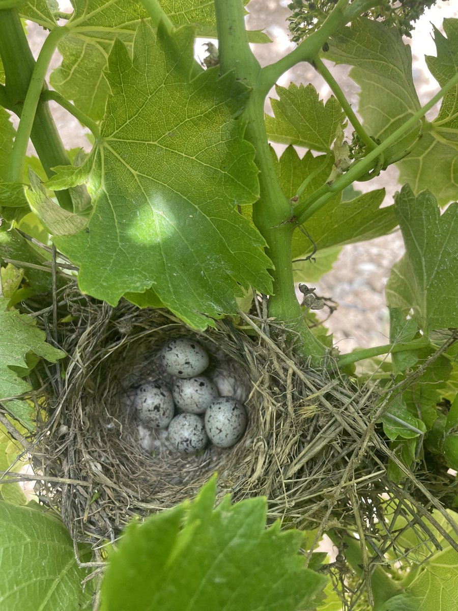 C’est l’été dans le vignoble des Côtes du Rhône Villages NYONS #cotesdurhone #biodiversité #dromeprovencale #cotesdurhonevillages