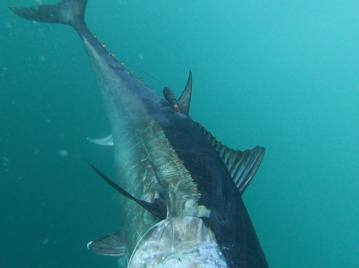 GhaliaAbel's tweet photo. Refining the tagging of wild 🐟!

Looking at how we already tag 🐟 in the wild while providing the highest welfare for the fish 🏷️🌊🛥️

Specifically:
- Using local anaesthetics 💉
- Types of tag attachments 🏹
- Life support 🌬️

#HSEAway23  #tweetyourthesis @ExeterMarine @NC3Rs https://t.co/Cl7nuaP77J