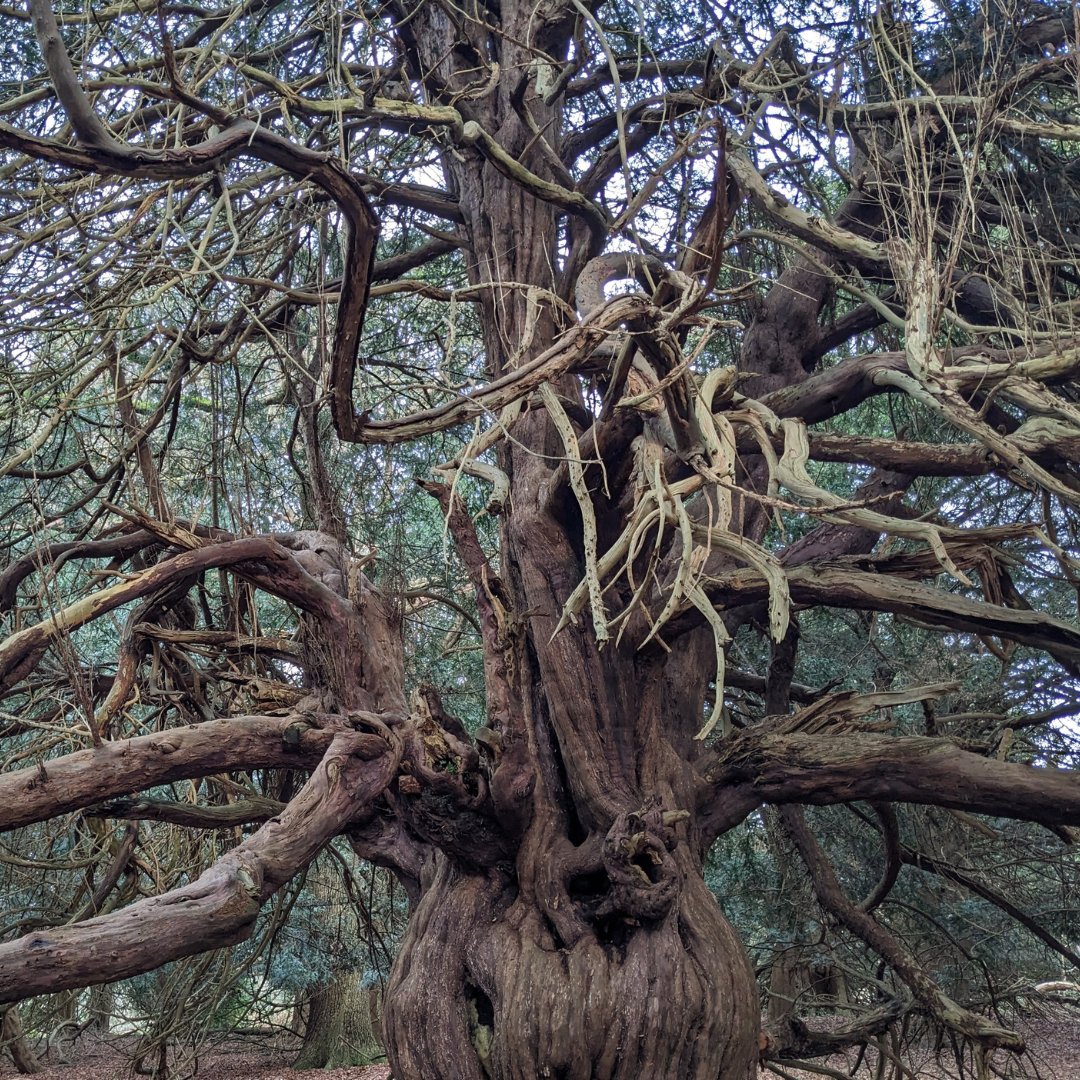 Surrey Hills National Landscape tweet media