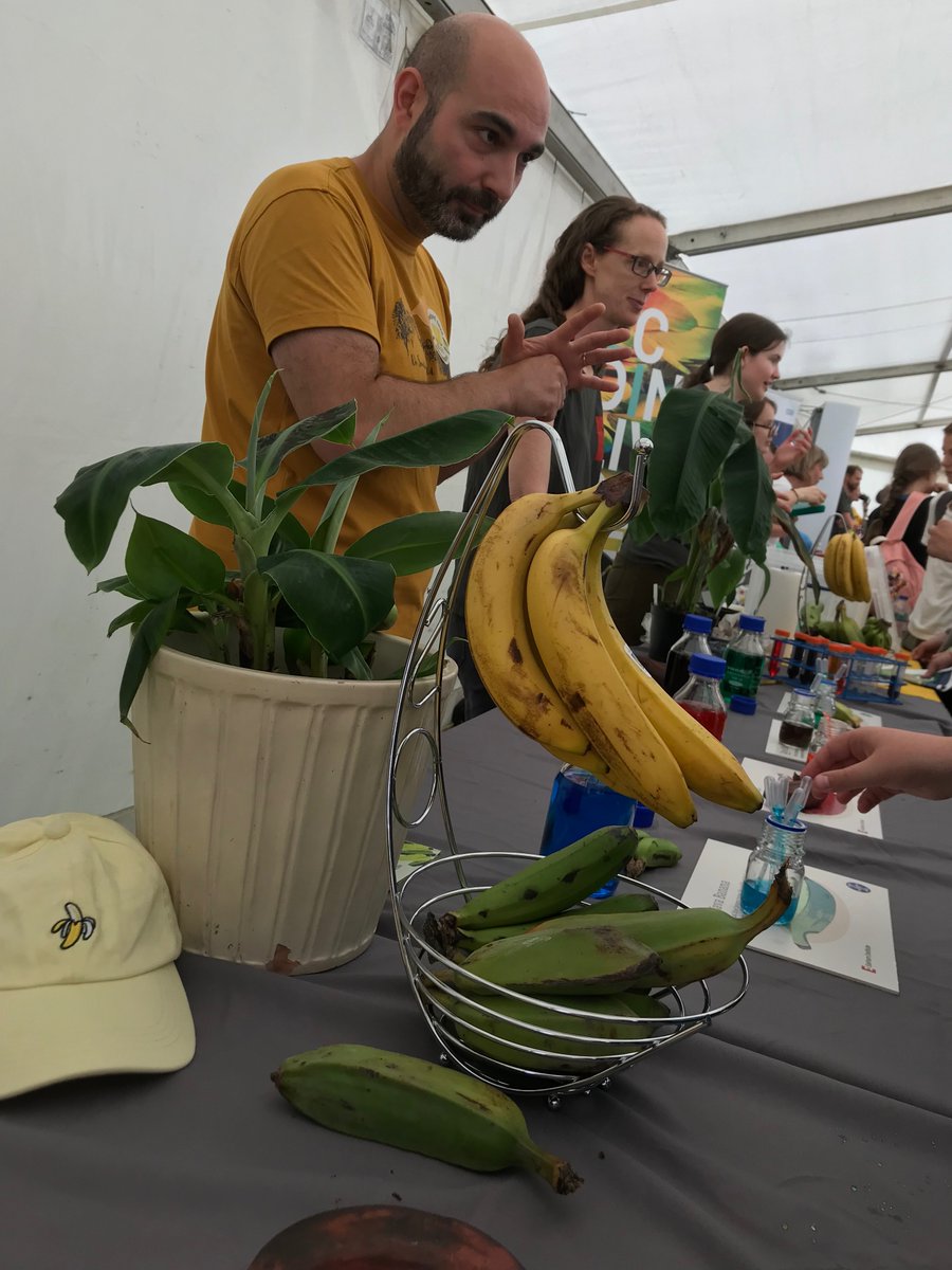 Had a great day at the #RoyalNorfolkShow yesterday talking all things bananas 🍌 with @EarlhamInst . The highlight was definitely seeing all the different banana varieties!