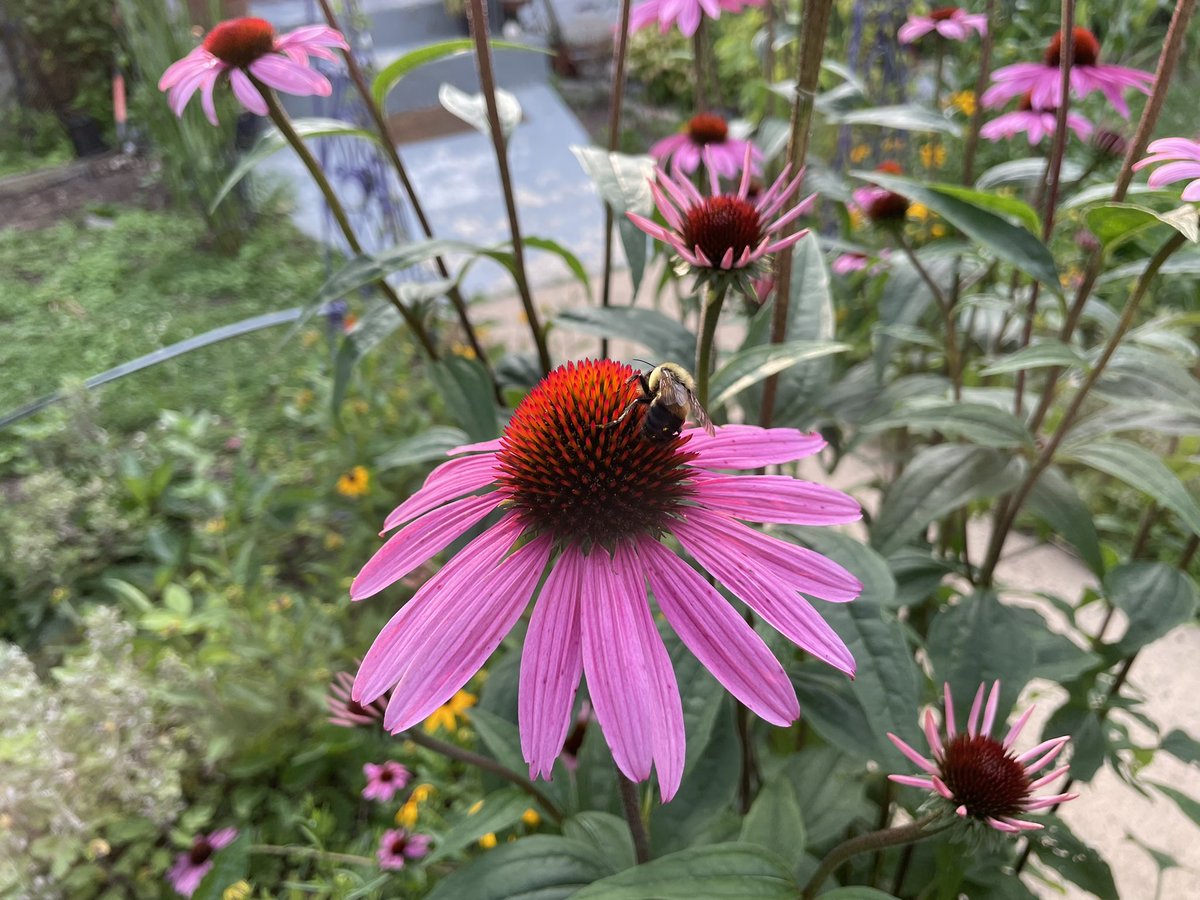 Lots of pollination happening! #ArlingtonVA