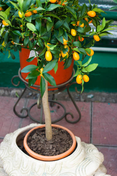 ThePeterBelton's tweet image. If you only plant one thing - plant #Citrus 

The scent is out of this world! 

Check out our complete guide to cultivation and care of #citrusplants 👇

bit.ly/CitrusCareGuide

#citrustrees #gardening #gardeninguk