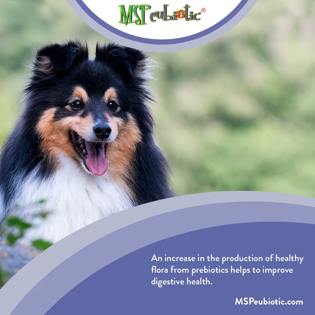 MSPeubiotic's tweet photo. An increase in the production of healthy flora from prebiotics helps to improve digestive health.  #healthyflora #microbiome #dogs https://t.co/mPlBThvznD