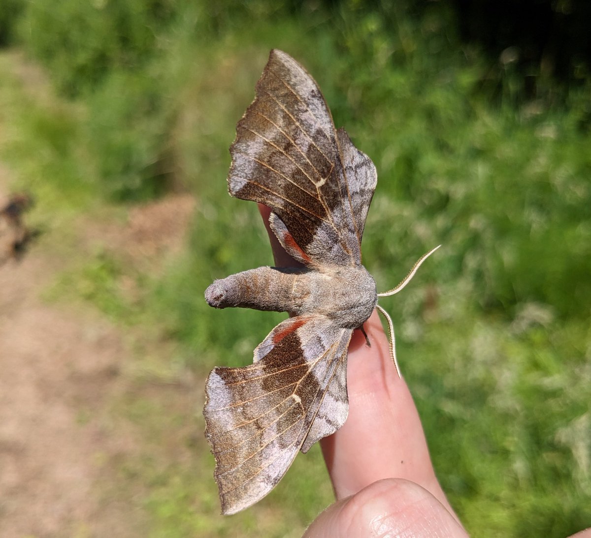 Kept finding poplar hawk-moths today with the volunteers 😊