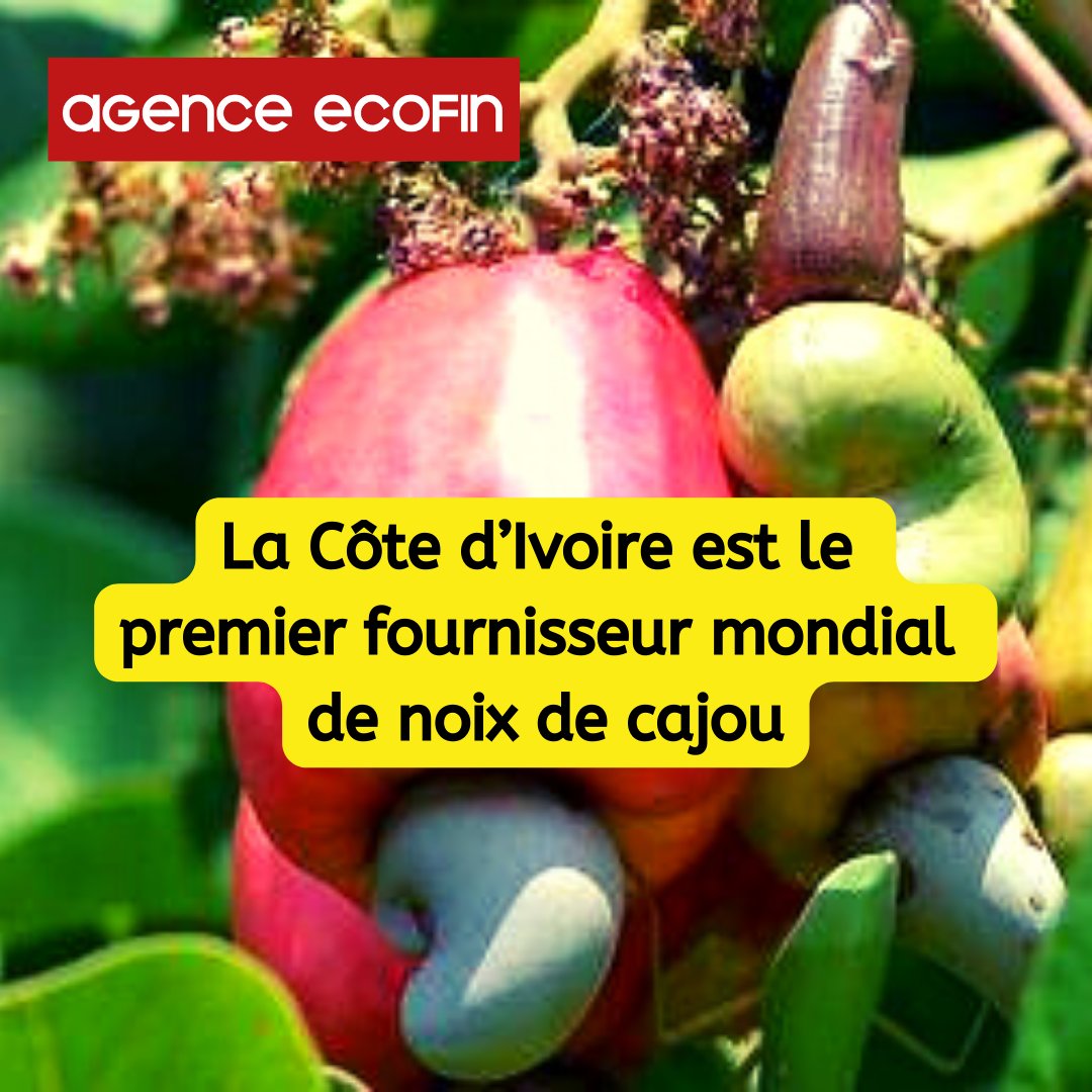 agenceecofin's tweet photo. Depuis 2015, date où le pays a ravi cette place à l’Inde, la production est en hausse constante.

https://t.co/KjfJHyeugx

#AgenceEcofin ➤ https://t.co/fk9BXR7AXa