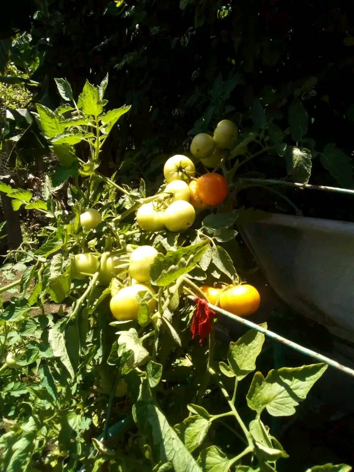 GHNordelo5's tweet photo. En Sandino, Pinar del Río, Marisol Martínez Regalado cultiva su pedacito. #Cuba #CDRCuba #XCongresoCDR #CultivaTuPedacito https://t.co/UYQLvQGly0