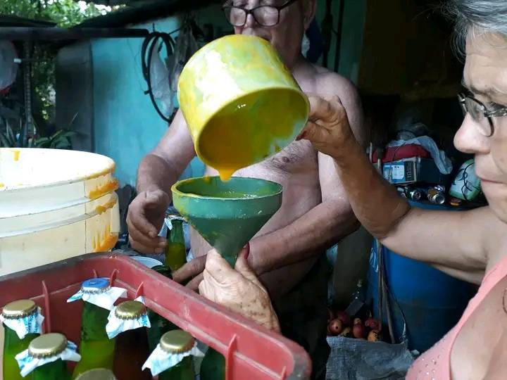 GHNordelo5's tweet photo. En Sandino, Pinar del Río, Marisol Martínez Regalado cultiva su pedacito. #Cuba #CDRCuba #XCongresoCDR #CultivaTuPedacito https://t.co/UYQLvQGly0