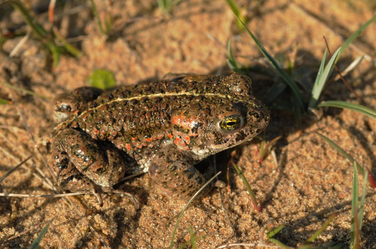 cumbriawildlife's tweet photo. ❗ LAST CHANCE ❗ to object to plans for a 450-lodge holiday resort at Roanhead that will threaten rare natterjack toads &amp; other important wildlife at neighbouring @NTsandscalehaws.
Take 1 minute to send your objection ⬇️
https://t.co/LG2flfUn3I 📷 Dynamic Dunescapes https://t.co/4whpShh4fc