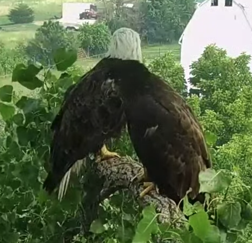 Update on the surviving fledgling: