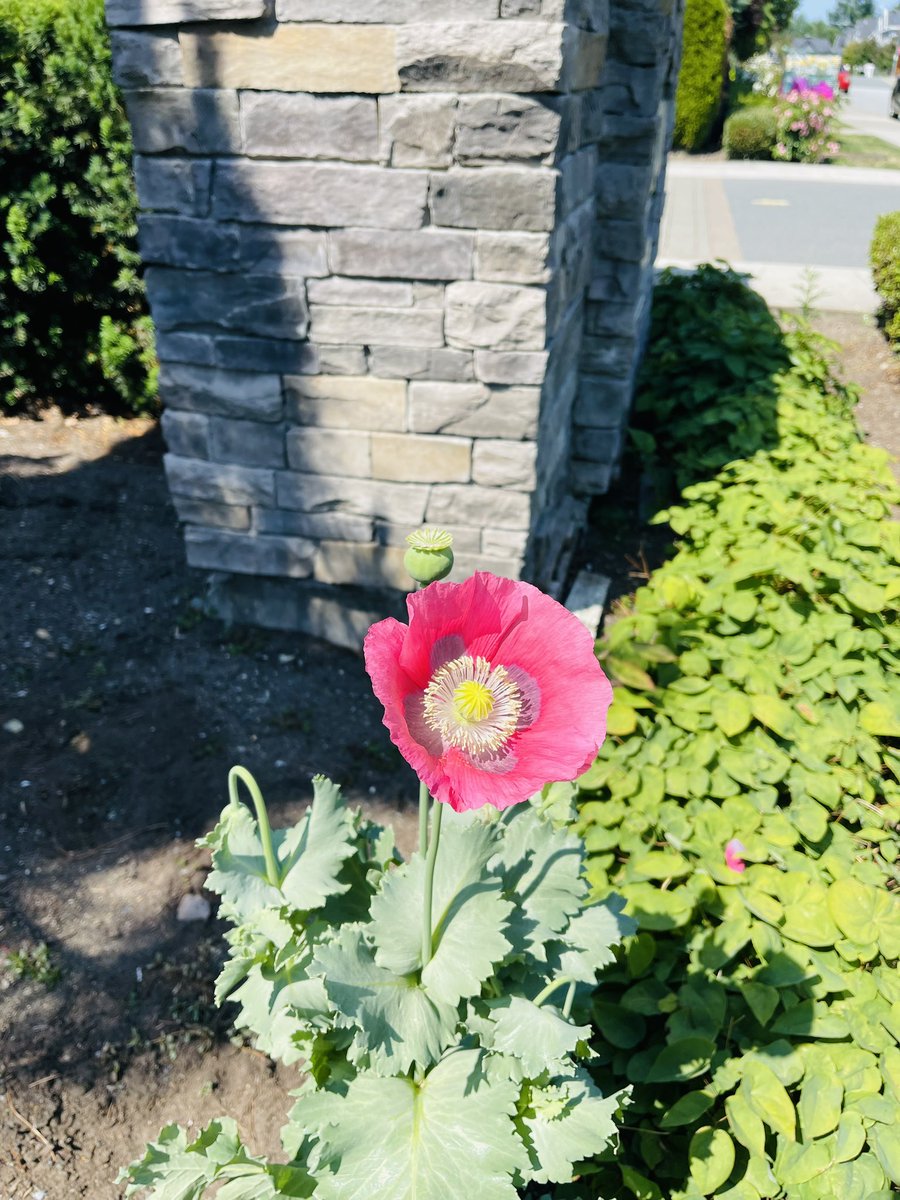Poppies in our garden