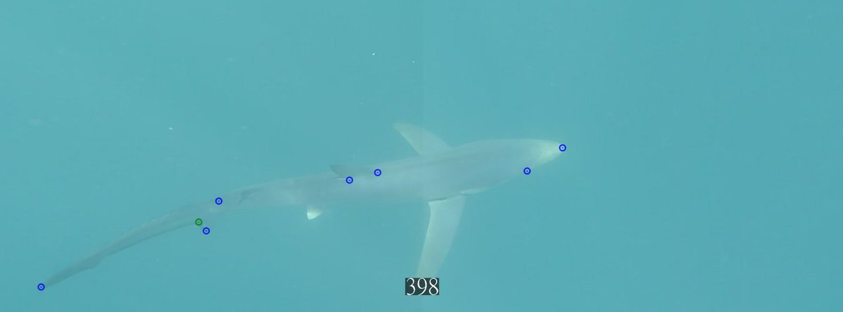 Blue shark season has started! We have 2 studies running this year:
1. Comparing stereo video to stereo laser photogrammetry (pictured here)
2. Ferrite magnets as shark deterrents

Thanks to funders (<a href="/BeASeaChanger/">Sea-Changers</a>, <a href="/lets_experiment/">Experiment</a>) and collaborators for your support!