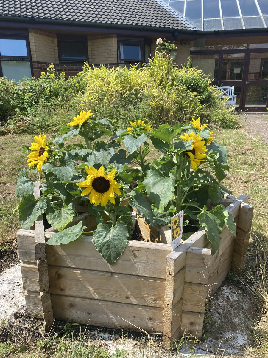 And just like that we have #sunflowers in the #Stewarthouse patient garden. What a difference these beauties have made already. A big thank you to the patients who chose them and helped plant them. As always watch this space for more gardening projects to come 🌻☀️#LPT #NHS75