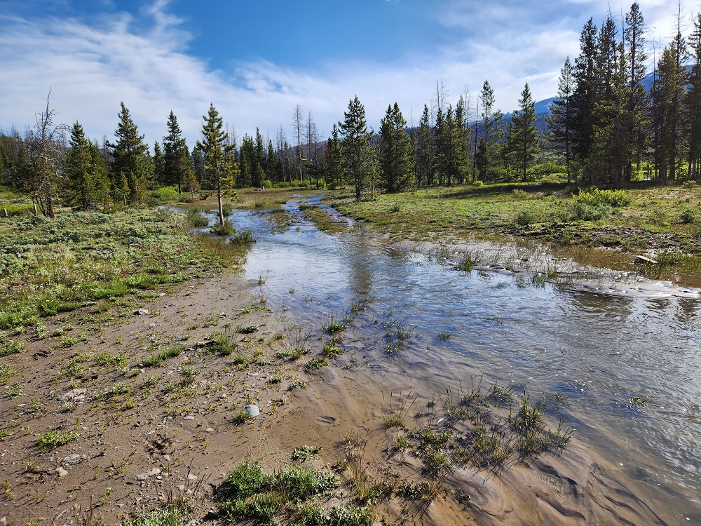 Shoshone National Forest tweet media