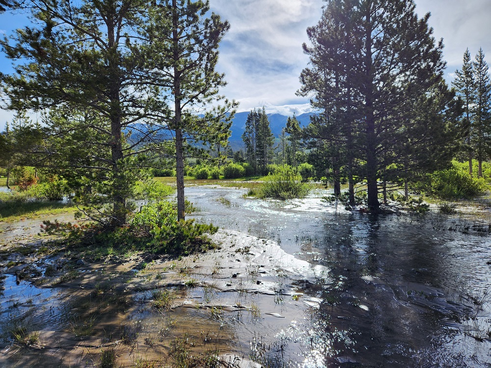 Shoshone National Forest tweet media