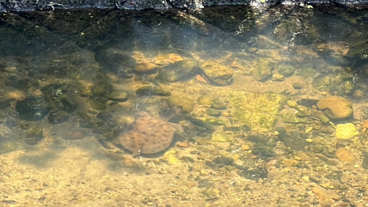 naranto_valu's tweet photo. 佐保川のほとりをウォーキング中にスッポン発見🐢長生きしてね😚 https://t.co/toHjofDsuM