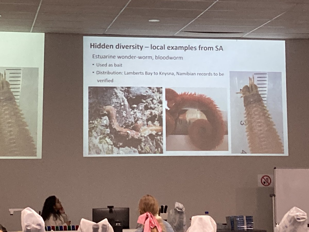 KatieMortimerJ1's tweet photo. Discussion on Day (1967) and the Eunicidae in Southern Africa by @jyothikara #IPC14 https://t.co/3gULJxgq6y