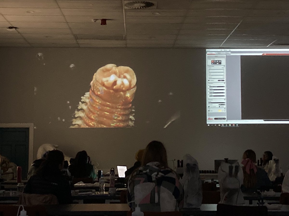 KatieMortimerJ1's tweet photo. Discussion on Day (1967) and the Eunicidae in Southern Africa by @jyothikara #IPC14 https://t.co/3gULJxgq6y