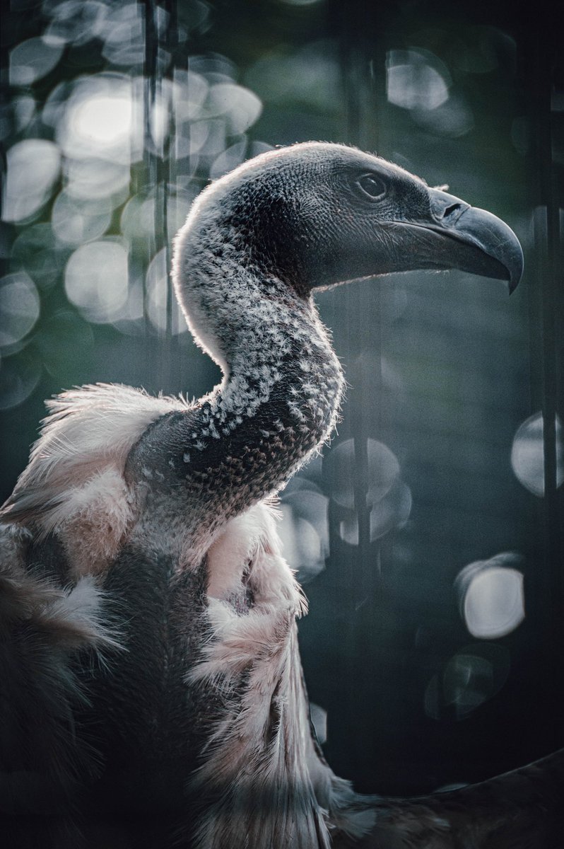 上野動物園にかっこいい鳥いた。