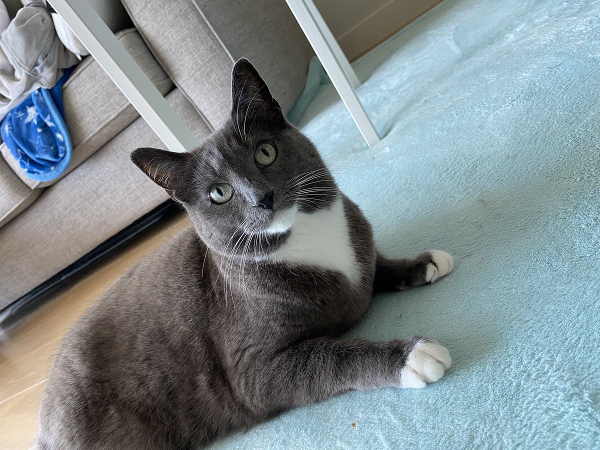 JoeyWong_oy's tweet image. Started the morning at 5am with @nurselillian to share the work with students from Hong Kong and across the world about IDEA Lab, our #tvproject and #vrproject 🤩
Rosie🐱has also attended the class with different yoga poses on the carpet 🤣