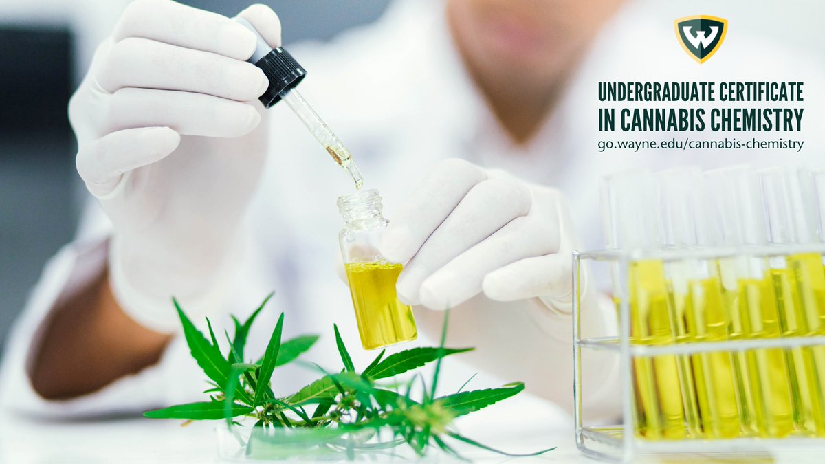 waynestatechem's tweet photo. It's here! #WSUchemistry is now offering an undergraduate certificate in #cannabischemistry!

https://t.co/HzNfgivUmA https://t.co/SyFrYIQfR8