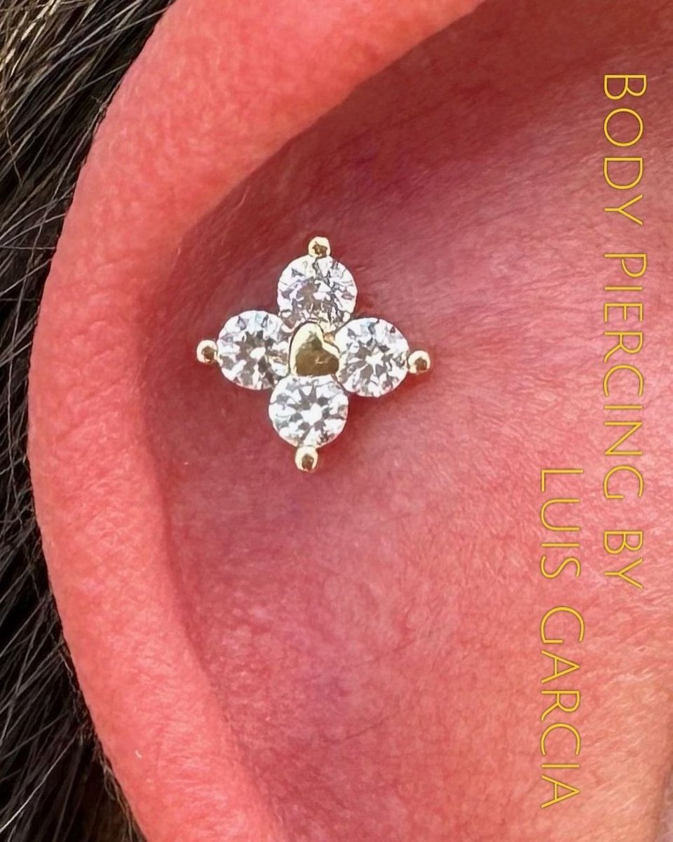 Fresh helix piercing with this lovely 14kt yellow gold Corazon end from Buddha Jewelry. Piercing performed by Luis Garcia. #12ozpiercing #safepiercing #bodypiercing