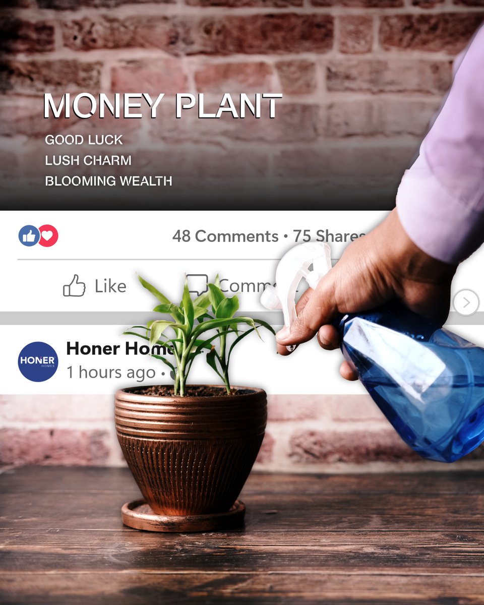 HonerHomes's tweet image. With its vibrant green leaves, the #MoneyPlant breathes new life into your living space, infusing it with positive energy &amp;amp; a sense of well-being. This #plant is also known for manifesting blooming wealth in households.
#PlantsForHome #StayCloseToNature #HonerHomes