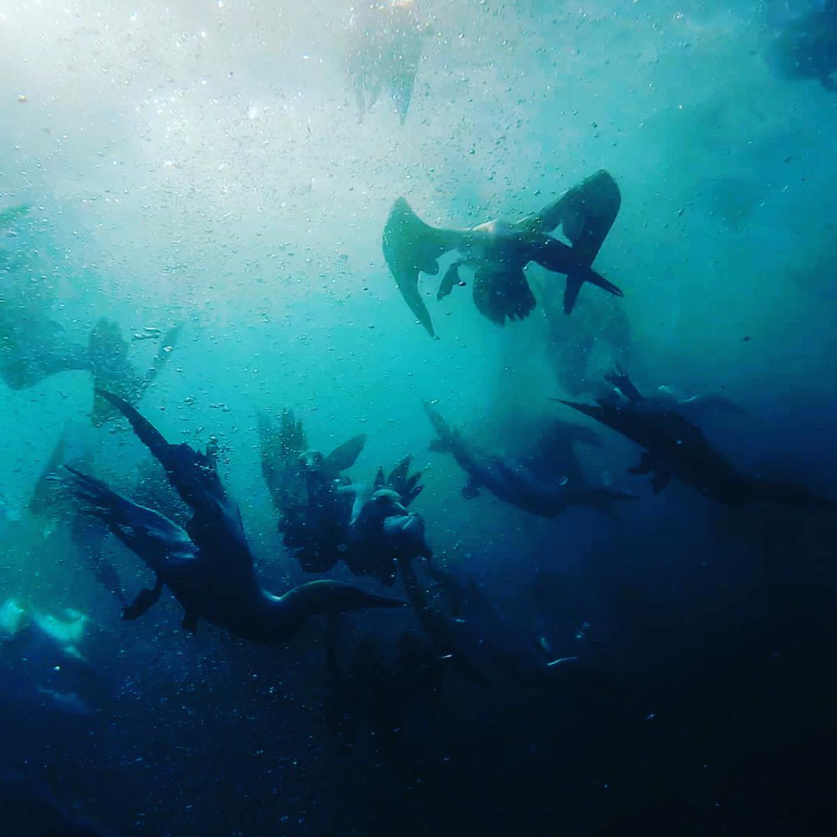 GoDive_Interns's tweet photo. The only time when land sea and air creatures are invited to attend the worlds greatest feast - Book Now for the 2024 Sardine Run
#sardinerun #sharks #sucba https://t.co/AkEcUfn7z4