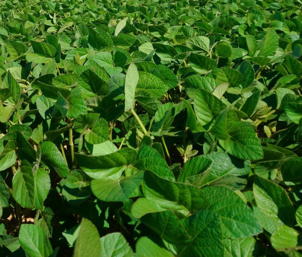 Agridemain's tweet image. La 🇫🇷 est le 1er producteur de #légumineuses en 🇪🇺. Avec ses 443 000 hectares cultivés, la  France produit en effet 1,2 millions de tonnes de graines (#soja, #pois,  féverole, lupin) sur les 6 millions de tonnes produites en Europe agridemain.fr/la-production-…