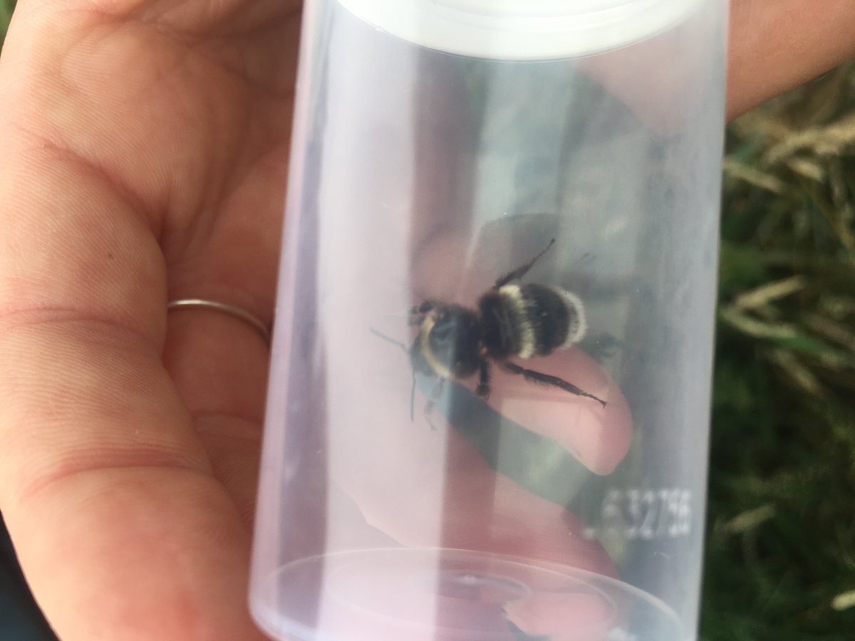 BuzzingShrill's tweet photo. Thank you to everyone who came to this week's BeeBlitz at @SomersetWT Catcott Reserve! We counted over 120 bees 🐝

Visit the 'Events' page on our website to stay up-to-date with upcoming events @BumblebeeTrust #Bumblebees #Volunteers #Somerset https://t.co/IN0exBPAMR