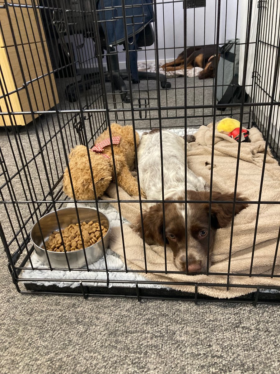 When you get over excited and over tired and start to chew the carpet and your mum puts you in your crate for a much needed sleep!!

She was snoring 2 seconds later!!!!

#puppies #puppiesoftwitter #dogsoftwitter #dog #officedog #officedogsoftwitter #spaniel