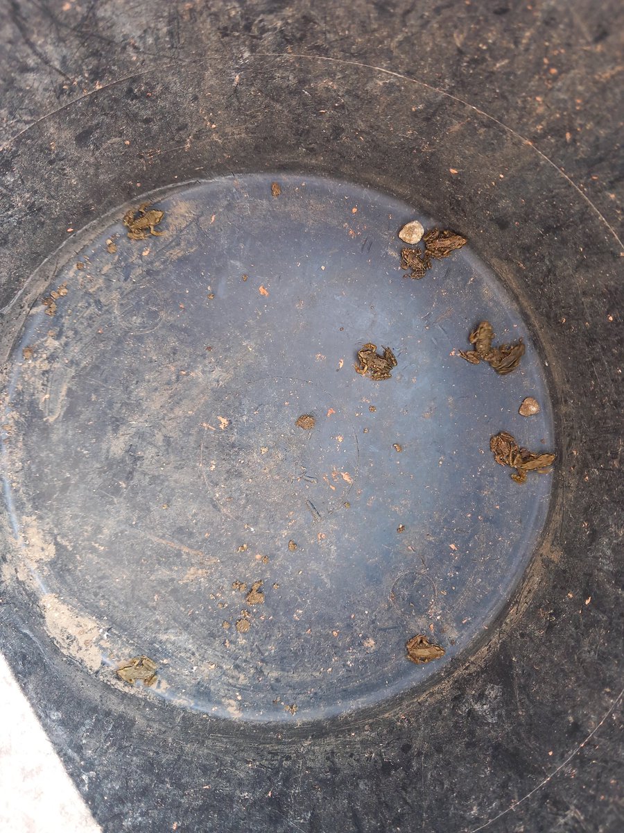 CotswoldArch's tweet photo. Chole has been tasked with frog rescue this morning at #kelmscottdig, who knew frogs would be such a fan of archaeology! 🐸 @KelmscottManor https://t.co/DvsDIVgakK