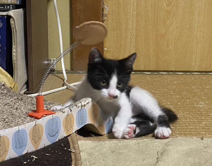 ムムの奇妙な冒険 #あおすな保護猫 #里親募集中