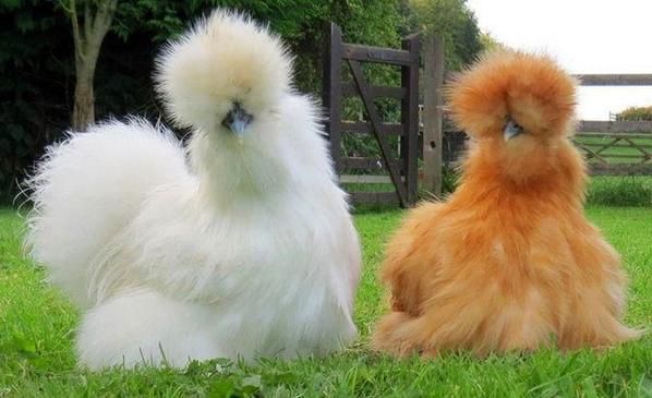 the_FeuFeu's tweet photo. Chicken fact of the day?

Most animals' meat has a different name from the animal.
cattle - beef
pigs - pork
deer - vension
But chicken meat is just called chicken.

This makes it a lot harder to find cute pictures of the little birds!

I will help you with this https://t.co/wS8p5pHaNK