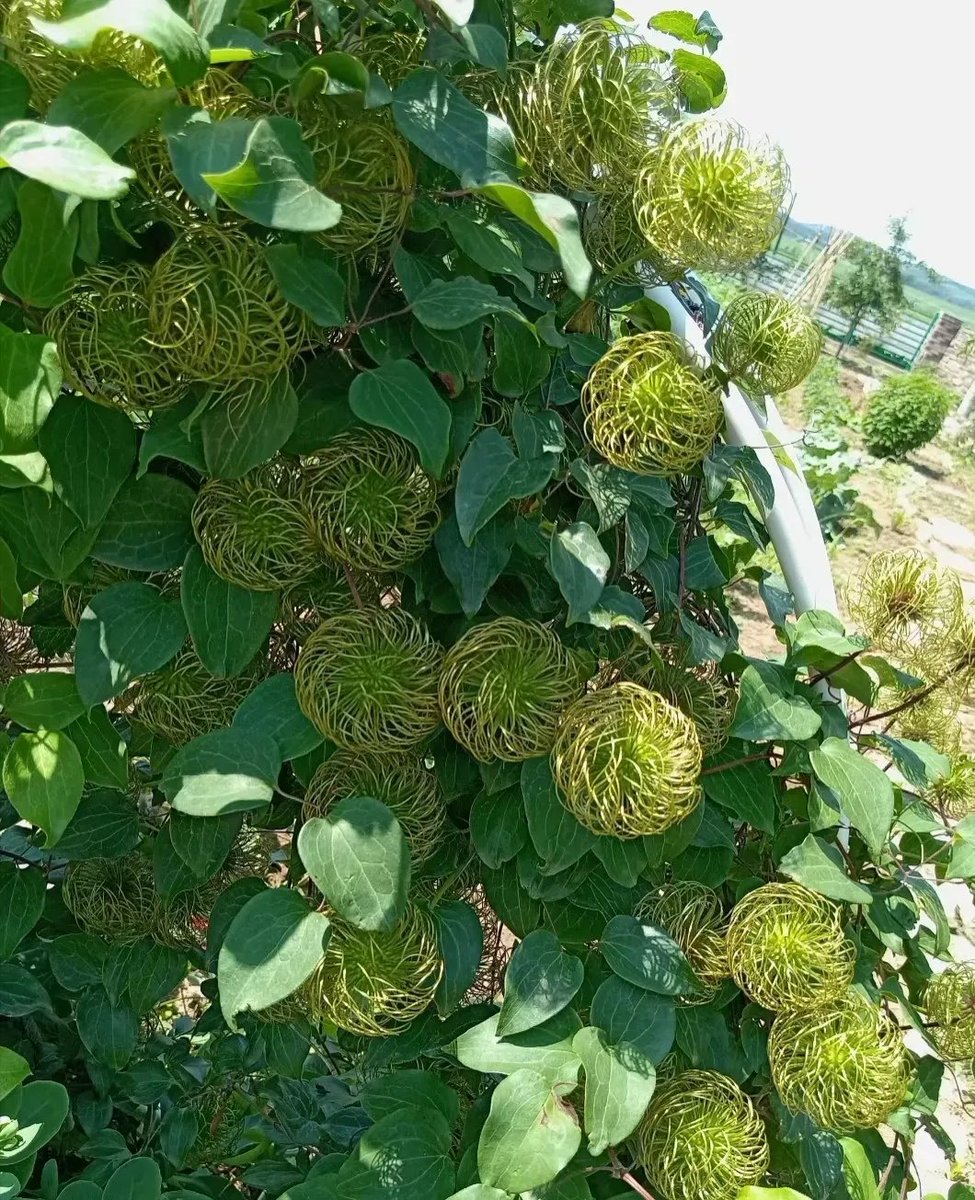 不曉得這是什麼植物🧐
怎麼越看越像鋼絲球😂