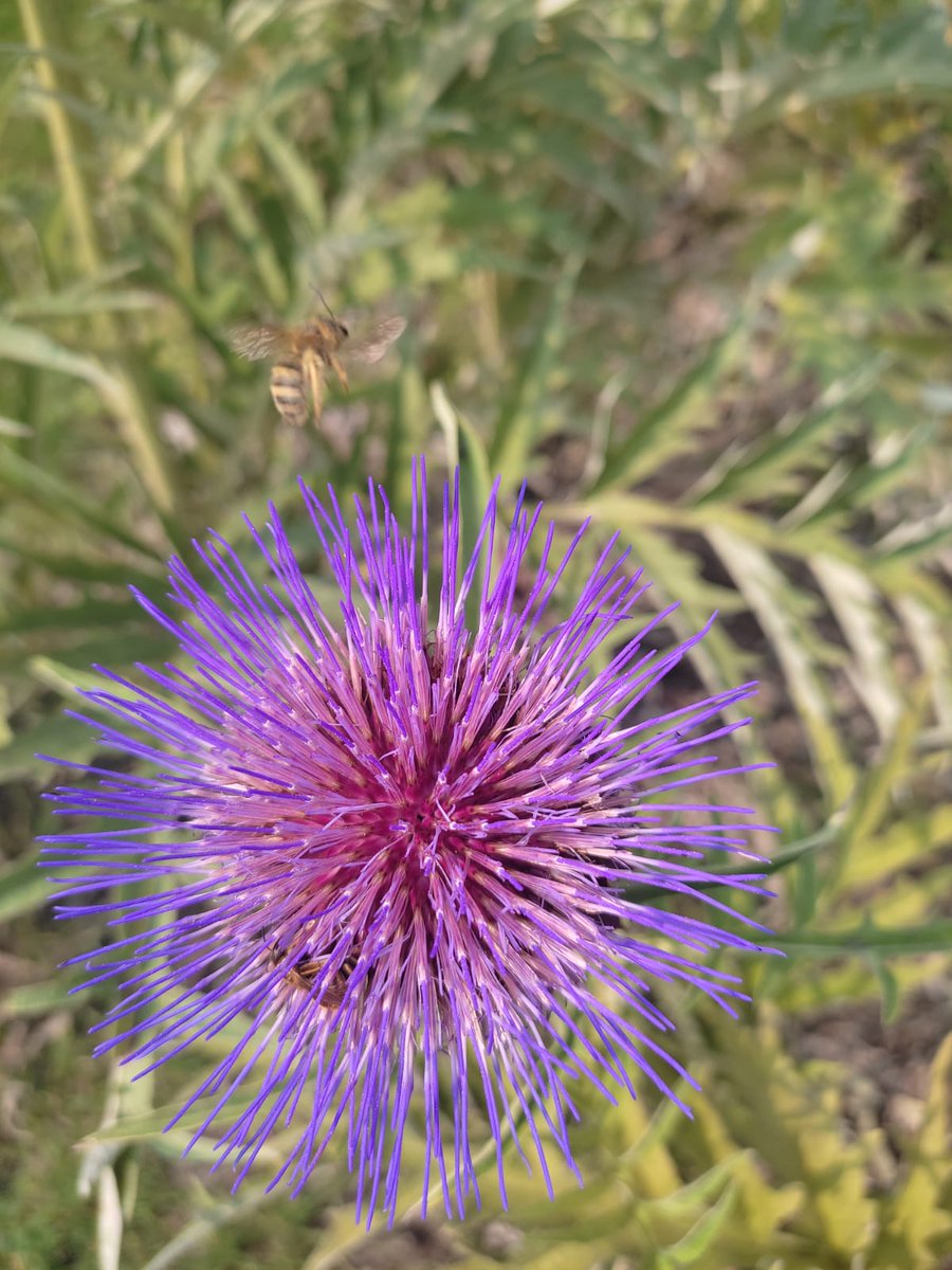 INRAE_NA_BDX's tweet photo. 🐝Suivi live des #pollinisateurs : ça tourne📹 au @BxJardin avec l'équipe du #SPIPOLL Nouvelle-Aquitaine !
🙏Merci à @F3Aquitaine pour sa présence avec nos #scientifiques
👉https://t.co/LCQH8ucfqj
@INRAE_BIOGECO @univbordeaux @CNRSAquitaine @INRAE_NA_BDX https://t.co/iNYskG4KIs