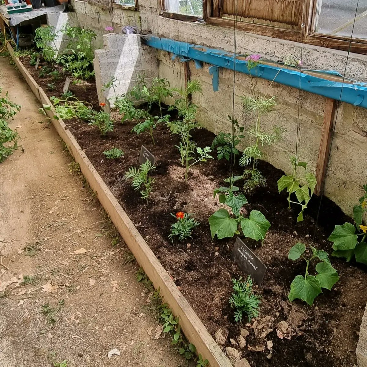 DannyKonik's tweet photo. What a difference 6 weeks makes!! 
#gardens #gardening #headgardener #budockvean #helfordriver #tomatoes #cucumber https://t.co/EKGWwFhD9e