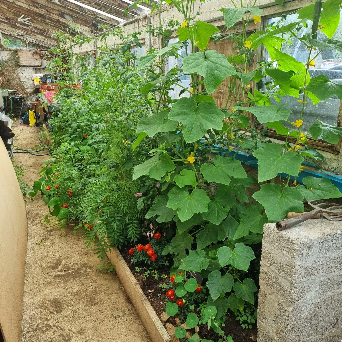 DannyKonik's tweet photo. What a difference 6 weeks makes!! 
#gardens #gardening #headgardener #budockvean #helfordriver #tomatoes #cucumber https://t.co/EKGWwFhD9e