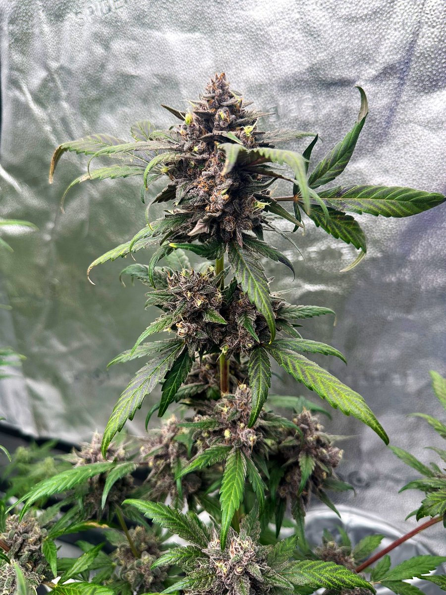 She’s gonna be a purple star 💜
Ravenberry by the autoflower scientists @MephistoGenetic 🧬