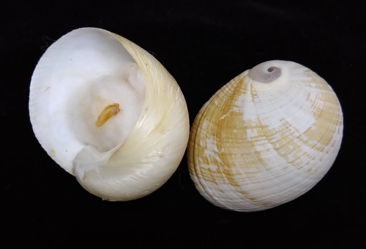 moramacbeath's tweet photo. Sinum javanicum (Gray, 1834) #Naticidae family
(Guilding, 1834)
#MoonSnail https://t.co/BobdYeAYKI