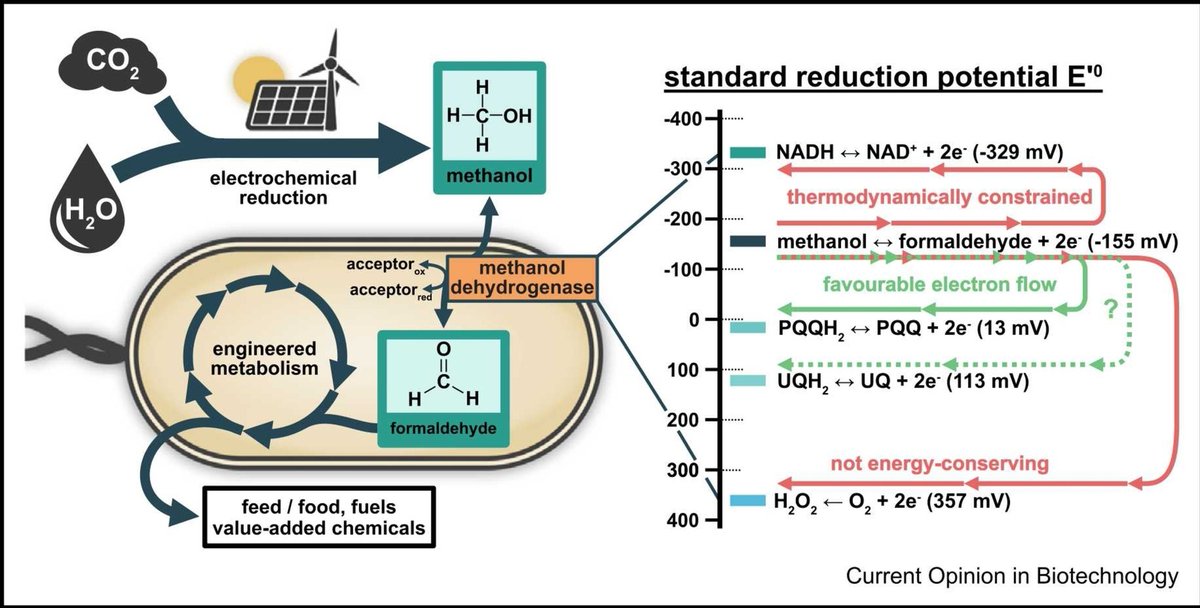Bar-Even Lab (@wethebarevenlab) on Twitter photo 1/Our recent opinion article led by Jan & Vittorio w/ Charlie, <a href="/NicoC_MicSynBio/">Nico Claassens</a> and @SteffenNLindner discusses #cofactor challenges associated to #synthetic methylotrophy
Another nice ft. <a href="/MIB_WUR/">Laboratory of Microbiology at WUR</a> @Lindlichs <a href="/MPIMP_Potsdam/">MPIMP Potsdam Golm 🌱🧪</a> 🧵👇
doi.org/10.1016/j.copb… 1/Our recent opinion article led by Jan & Vittorio w/ Charlie, <a href="/NicoC_MicSynBio/">Nico Claassens</a> and @SteffenNLindner discusses #cofactor challenges associated to #synthetic methylotrophy
Another nice ft. <a href="/MIB_WUR/">Laboratory of Microbiology at WUR</a> @Lindlichs <a href="/MPIMP_Potsdam/">MPIMP Potsdam Golm 🌱🧪</a> 🧵👇
doi.org/10.1016/j.copb…