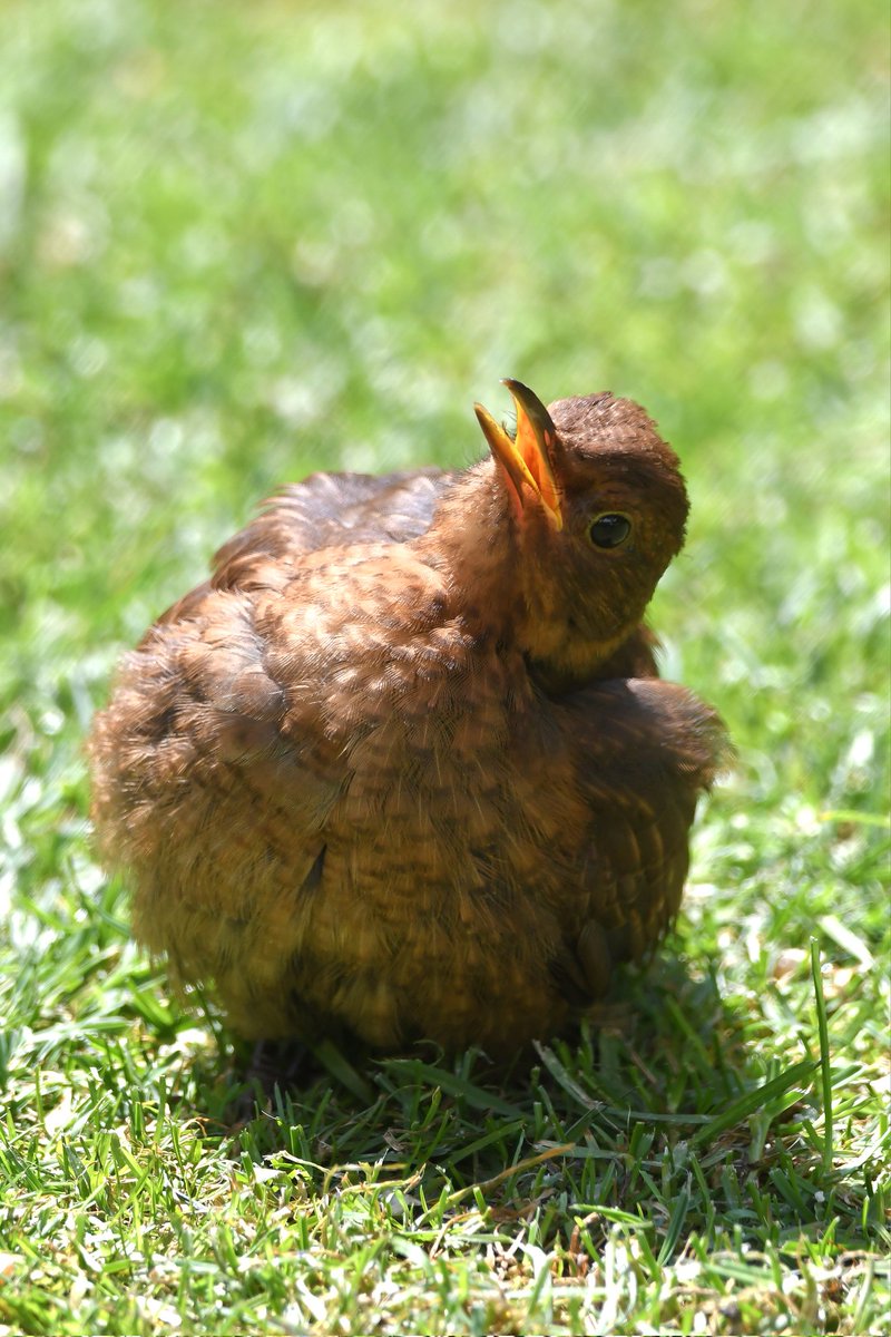 Juvenile Blackbird 
Bude Cornwall 〓〓 
#wildlife #nature #lovebude 
#bude #Cornwall #Kernow #wildlifephotography #birdwatching
#BirdsOfTwitter
#TwitterNatureCommunity
#Blackbird