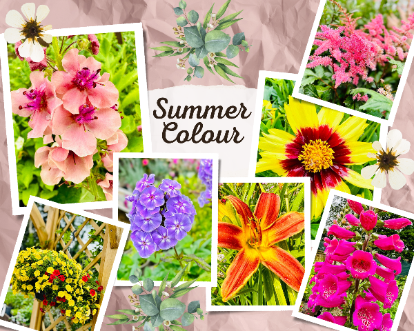 bow_gc's tweet photo. Summer Excitement 🤩🌸🌺 We are blooming with great offers this Summer, plus all you need to make the most of your outdoor space - Follow the link below for a sneak peak at our latest deals... https://t.co/B6sCTesegt https://t.co/ErkOX4l7OE