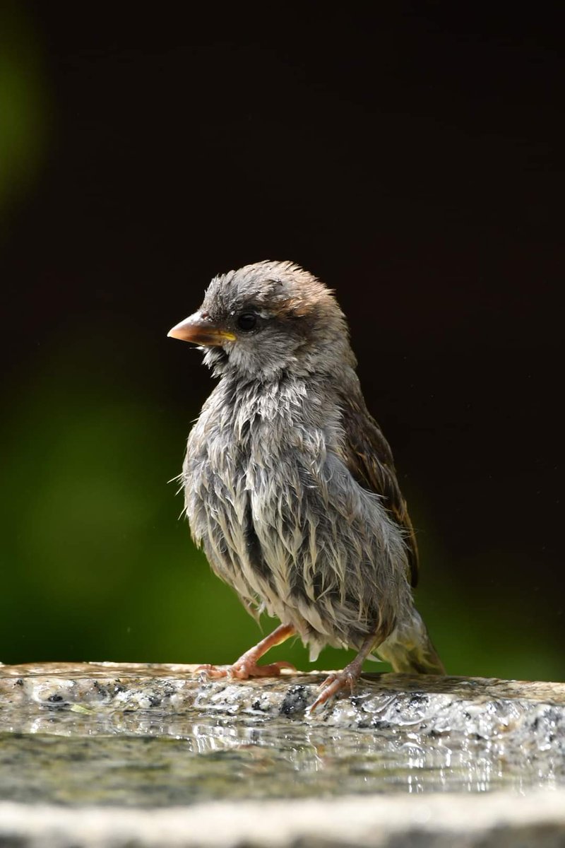 House Sparrow 
Bude Cornwall 〓〓 
#wildlife #nature #lovebude 
#bude #Cornwall #Kernow #wildlifephotography #birdwatching
#BirdsOfTwitter
#TwitterNatureCommunity
#HouseSparrow