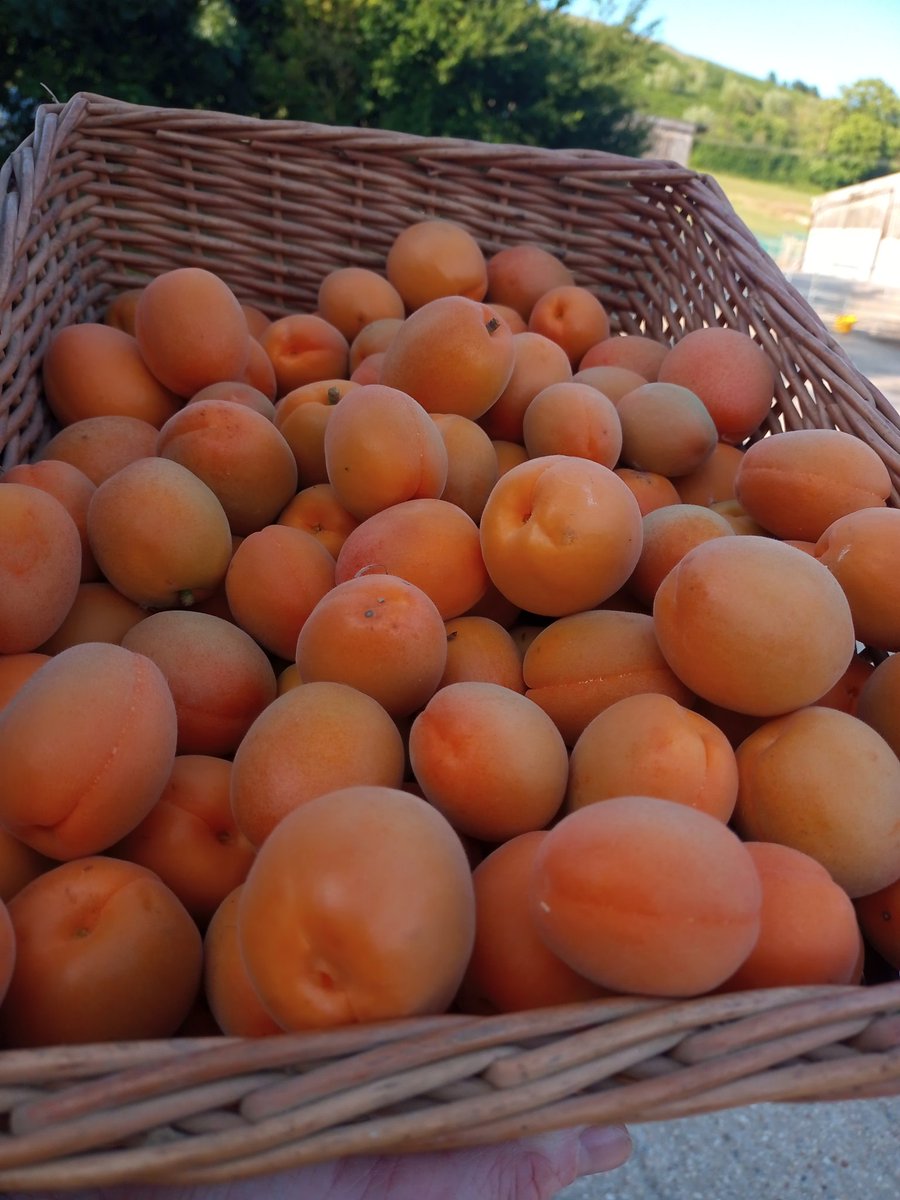Delicious, juicy apricots straight from the tunnel, available at the farm gate tomorrow Friday until noon #organicfarming #buylocal #supportbritishfarmers