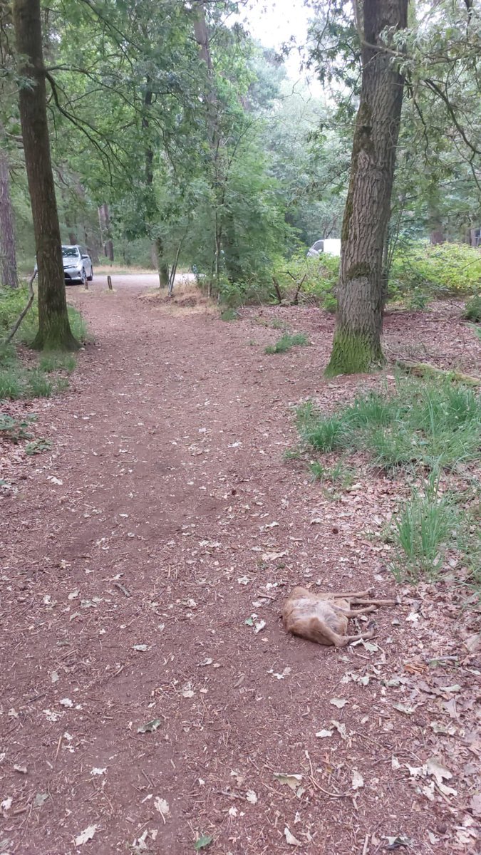 Weer een slachtoffer van baasjes die hun hond niet aanlijnen in onze natuurgebieden. Vlakbij de parkeerplaats te zuiden van de Regte Heide. Welk recht?!