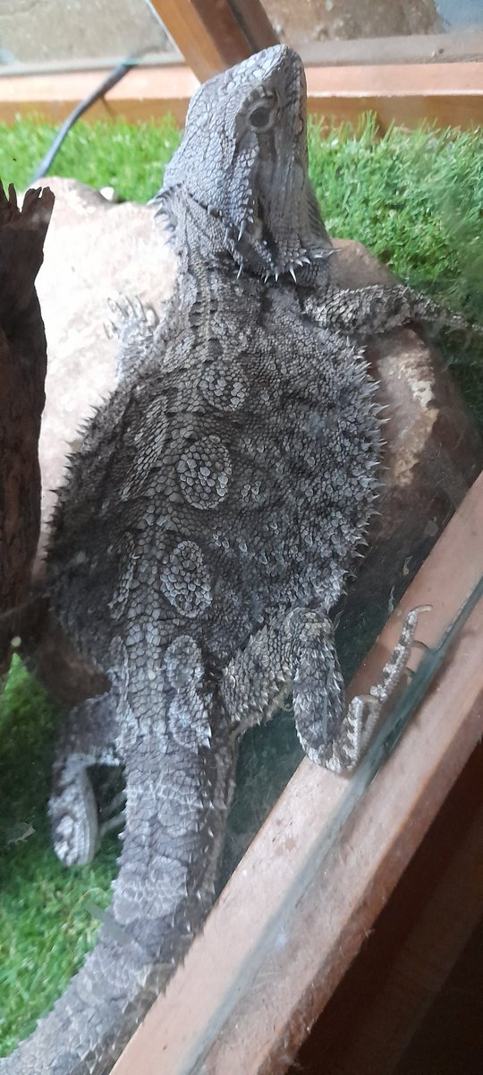 GeckoInMotion's tweet image. Flat out like a lizard on a rock. #reptiles #pets