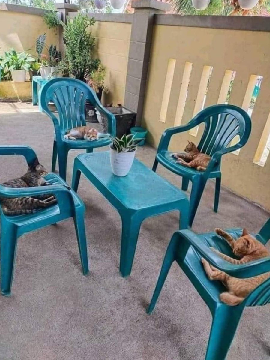 CatWorkers's tweet photo. You take the wrong door and accidentally walk into this team meeting. What's on the agenda? https://t.co/EKbGWRrkO9