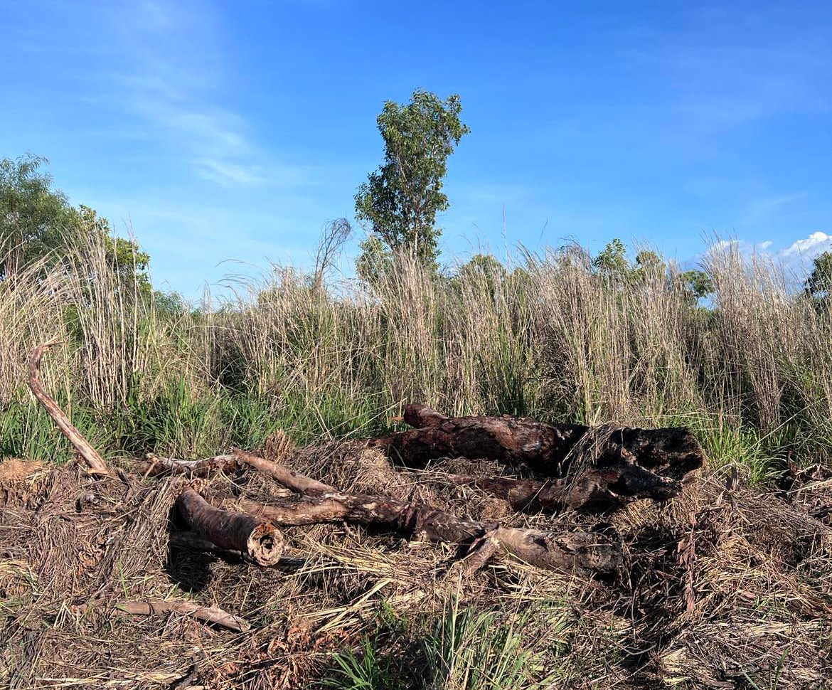 A flock of the most BEAUTIFUL Gouldian Finches on a tree at Lee Point & the same tree a matter of days later.😡 This happened at the end of last year and in a matter of days the rest of the habitat will be destroyed.🚜 It is so depressing @tanya_plibersek has allowed this.